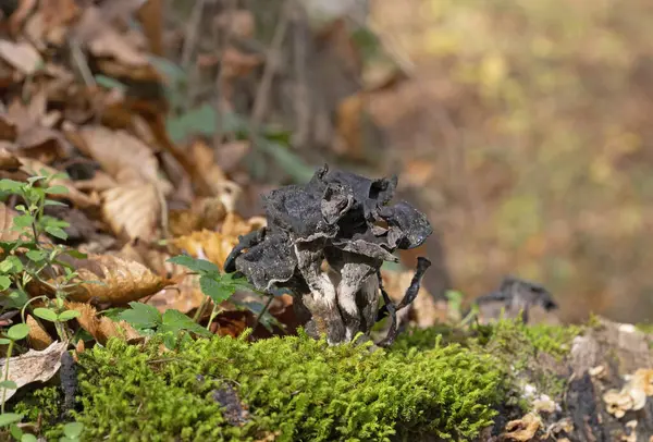 Craterellus cornucopioides ya da bol miktarda boynuz, yenilebilir bir mantardır. Ayrıca siyah trompet ya da trombetta dei morti olarak da bilinir. Ayrıca siyah chanterelle, siyah trompet, trompet de la mort, trombetta dei morti veya ölülerin trompeti olarak da bilinir.