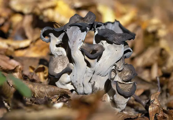 Craterellus cornucopioides ya da bol miktarda boynuz, yenilebilir bir mantardır. Ayrıca siyah trompet ya da trombetta dei morti olarak da bilinir. Ayrıca siyah chanterelle, siyah trompet, trompet de la mort, trombetta dei morti veya ölülerin trompeti olarak da bilinir.