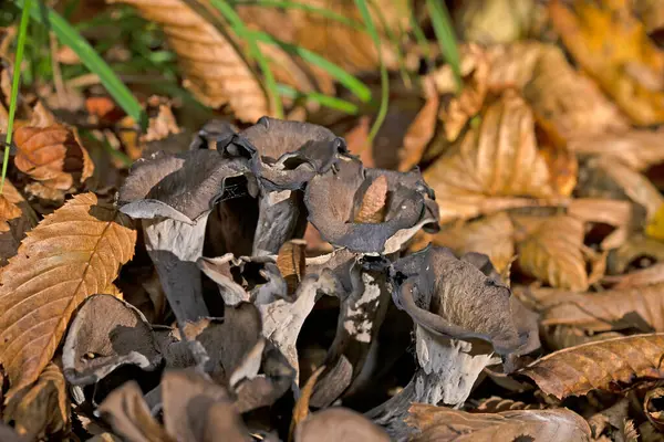 Craterellus cornucopioides ya da bol miktarda boynuz, yenilebilir bir mantardır. Ayrıca siyah trompet ya da trombetta dei morti olarak da bilinir. Ayrıca siyah chanterelle, siyah trompet, trompet de la mort, trombetta dei morti veya ölülerin trompeti olarak da bilinir.