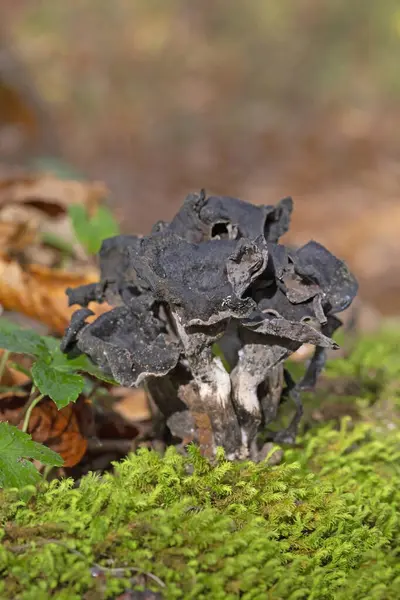 Craterellus cornucopioides ya da bol miktarda boynuz, yenilebilir bir mantardır. Ayrıca siyah trompet ya da trombetta dei morti olarak da bilinir. Ayrıca siyah chanterelle, siyah trompet, trompet de la mort, trombetta dei morti veya ölülerin trompeti olarak da bilinir.