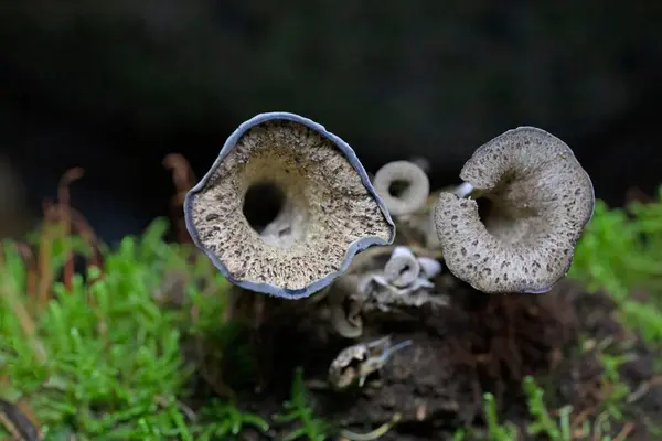 Craterellus cornucopioides ya da bol miktarda boynuz, yenilebilir bir mantardır. Ayrıca siyah trompet ya da trombetta dei morti olarak da bilinir. Ayrıca siyah chanterelle, siyah trompet, trompet de la mort, trombetta dei morti veya ölülerin trompeti olarak da bilinir.