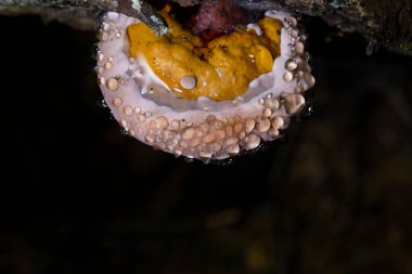 Fomitopsis pinicoladaki inanılmaz bağırsak fenomeni. Fomitopsis pinicola bağırsak ameliyatı sırasında fotoğraflandı. Bağırsaklar, suyu yüzeye damlacıklar şeklinde çıkarmanın fizyolojik sürecidir..
