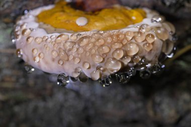 Fomitopsis pinicoladaki inanılmaz bağırsak fenomeni. Fomitopsis pinicola bağırsak ameliyatı sırasında fotoğraflandı. Bağırsaklar, suyu yüzeye damlacıklar şeklinde çıkarmanın fizyolojik sürecidir..