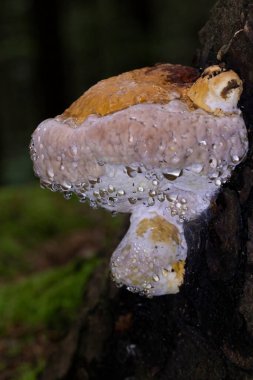 Fomitopsis pinicoladaki inanılmaz bağırsak fenomeni. Fomitopsis pinicola bağırsak ameliyatı sırasında fotoğraflandı. Bağırsaklar, suyu yüzeye damlacıklar şeklinde çıkarmanın fizyolojik sürecidir..