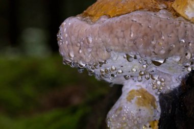 Fomitopsis pinicoladaki inanılmaz bağırsak fenomeni. Fomitopsis pinicola bağırsak ameliyatı sırasında fotoğraflandı. Bağırsaklar, suyu yüzeye damlacıklar şeklinde çıkarmanın fizyolojik sürecidir..
