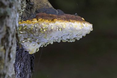 Fomitopsis pinicoladaki inanılmaz bağırsak fenomeni. Fomitopsis pinicola bağırsak ameliyatı sırasında fotoğraflandı. Bağırsaklar, suyu yüzeye damlacıklar şeklinde çıkarmanın fizyolojik sürecidir..