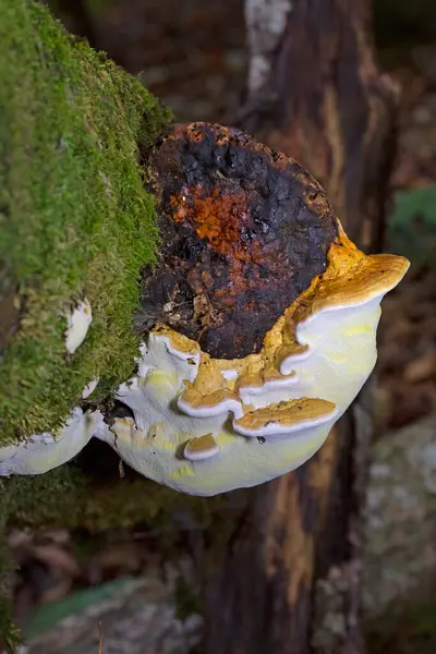 Fomitopsis pinicola. Kahverengi ahşap saplı çürük mantar ormandaki ağaç kabuğunda yetişiyor. Fomitopsis pinicola, tıbbi özellikleri olan bir mantardır. Anti-kanser, anti-enflamatuar, anti-diyabet ve anti-obezite.