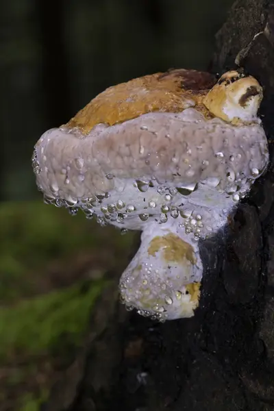 Fomitopsis pinicoladaki inanılmaz bağırsak fenomeni. Fomitopsis pinicola bağırsak ameliyatı sırasında fotoğraflandı. Bağırsaklar, suyu yüzeye damlacıklar şeklinde çıkarmanın fizyolojik sürecidir..