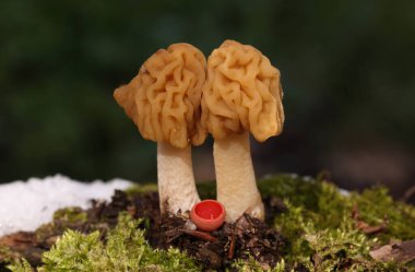 İki Verpa bohemika ve Sarcoscypha austriaca.Verpa bohemica, yaygın olarak erken morel ve buruşuk yüksük kapağı olarak bilinir. Bahar ormanlarında iki harika, yenilebilir ve lezzetli mantarın yakın plan çekimi. Romanya, Avrupa