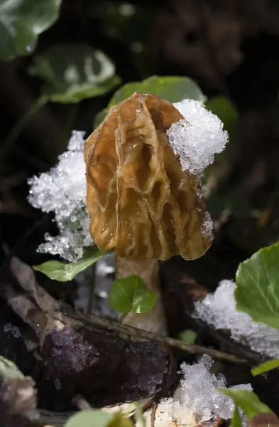 Karda Verpa Bohemica. Lezzetli, yenilebilir mantar Verpa bohemika genellikle erken morel, kırışık yüksük kapak ve sahte morel olarak adlandırılır. Bahar doğasından bir ayrıntı. Romanya, Avrupa.