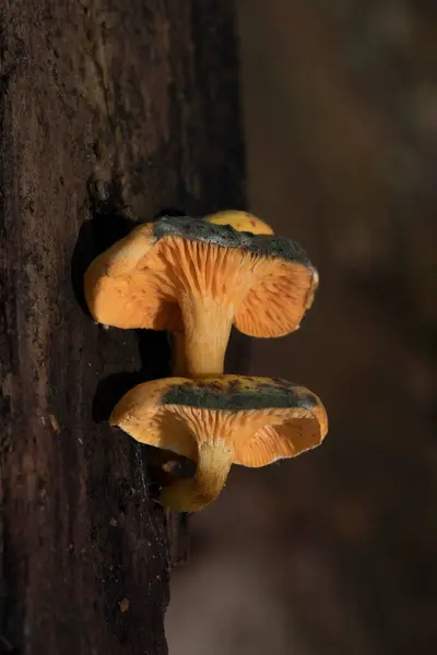 Hygrophoropsis aurantiaca, Hygrophoropsidaceae familyasından bir mantar türüdür..