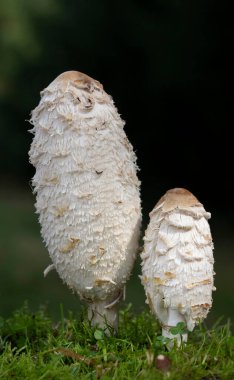 Coprinus koması, yaygın olarak Shaggy ink cap, avukat peruğu ya da Shaggy Mane olarak bilinir, sık sık çimenlerin üzerinde, çakıl yolları ve atık alanları boyunca büyüyen yaygın bir mantar türüdür..