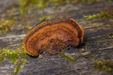 Gloeophyllum sepiaryumu, paslı solungaçlı polipori, kahverengi çürümeye neden olan bir ahşap çürüme mantarıdır. Gloeophyllum sepiaryumu ölü kozalaklı ince, koyu kahverengi parantez içinde yetişir.