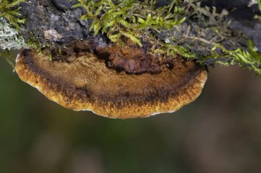 Gloeophyllum sepiaryumu, paslı solungaçlı polipori, kahverengi çürümeye neden olan bir ahşap çürüme mantarıdır. Gloeophyllum sepiaryumu ölü kozalaklı ince, koyu kahverengi parantez içinde yetişir.