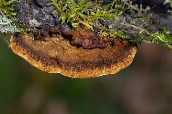 Gloeophyllum sepiaryumu, paslı solungaçlı polipori, kahverengi çürümeye neden olan bir ahşap çürüme mantarıdır. Gloeophyllum sepiaryumu ölü kozalaklı ince, koyu kahverengi parantez içinde yetişir.