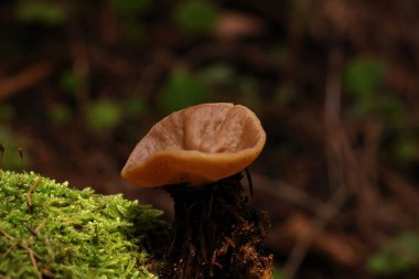 Discina ancilis, yaygın olarak domuz kulağı olarak bilinen, taba, buruşuk, fincan ya da kulak şeklindeki mantarlar için kahverengi, bazen kısa, şişman saplı bir mantardır.. 