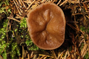 Discina ancilis, yaygın olarak domuz kulağı olarak bilinen, taba, buruşuk, fincan ya da kulak şeklindeki mantarlar için kahverengi, bazen kısa, şişman saplı bir mantardır.. 