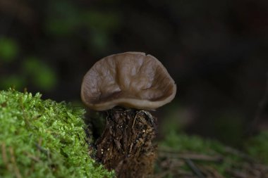 Discina ancilis, yaygın olarak domuz kulağı olarak bilinen, taba, buruşuk, fincan ya da kulak şeklindeki mantarlar için kahverengi, bazen kısa, şişman saplı bir mantardır.. 