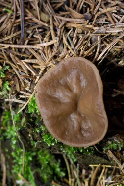 Discina ancilis, yaygın olarak domuz kulağı olarak bilinen, taba, buruşuk, fincan ya da kulak şeklindeki mantarlar için kahverengi, bazen kısa, şişman saplı bir mantardır.. 