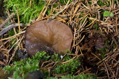 Discina ancilis, yaygın olarak domuz kulağı olarak bilinen, taba, buruşuk, fincan ya da kulak şeklindeki mantarlar için kahverengi, bazen kısa, şişman saplı bir mantardır.. 