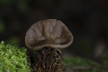 Discina ancilis, yaygın olarak domuz kulağı olarak bilinen, taba, buruşuk, fincan ya da kulak şeklindeki mantarlar için kahverengi, bazen kısa, şişman saplı bir mantardır.. 