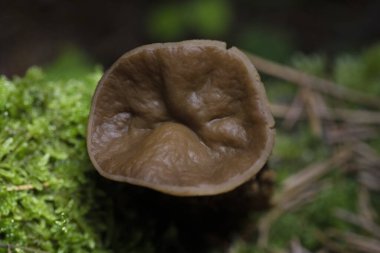 Discina ancilis, yaygın olarak domuz kulağı olarak bilinen, taba, buruşuk, fincan ya da kulak şeklindeki mantarlar için kahverengi, bazen kısa, şişman saplı bir mantardır.. 