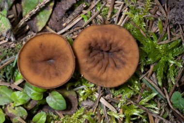 Discina ancilis, yaygın olarak domuz kulağı olarak bilinen, taba, buruşuk, fincan ya da kulak şeklindeki mantarlar için kahverengi, bazen kısa, şişman saplı bir mantardır.. 