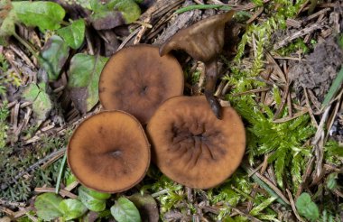 Discina ancilis, yaygın olarak domuz kulağı olarak bilinen, taba, buruşuk, fincan ya da kulak şeklindeki mantarlar için kahverengi, bazen kısa, şişman saplı bir mantardır.. 