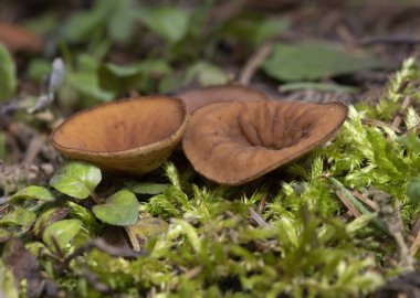 Discina ancilis, yaygın olarak domuz kulağı olarak bilinen, taba, buruşuk, fincan ya da kulak şeklindeki mantarlar için kahverengi, bazen kısa, şişman saplı bir mantardır.. 