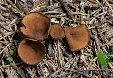 Discina ancilis, yaygın olarak domuz kulağı olarak bilinen, taba, buruşuk, fincan ya da kulak şeklindeki mantarlar için kahverengi, bazen kısa, şişman saplı bir mantardır.. 