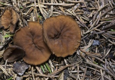 Discina ancilis, yaygın olarak domuz kulağı olarak bilinen, taba, buruşuk, fincan ya da kulak şeklindeki mantarlar için kahverengi, bazen kısa, şişman saplı bir mantardır.. 