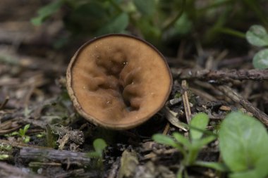 Discina ancilis, yaygın olarak domuz kulağı olarak bilinen, taba, buruşuk, fincan ya da kulak şeklindeki mantarlar için kahverengi, bazen kısa, şişman saplı bir mantardır.. 