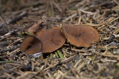 Discina ancilis, yaygın olarak domuz kulağı olarak bilinen, taba, buruşuk, fincan ya da kulak şeklindeki mantarlar için kahverengi, bazen kısa, şişman saplı bir mantardır.. 