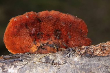 Pycnoporus cinnabarinus, aynı zamanda cinnabar polypore olarak da bilinir, saprofitik beyaz-çürük ayrımcısıdır. Meyve gövdesi parlak turuncu bir mantardır. Kendini bakterilerden korumak için cinnabarinik asit üretir.