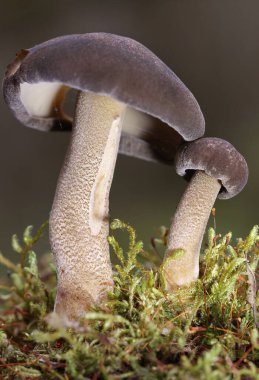 Lentinus substrictus (Lentinus ciliatus, Polyporus ciliatus), özellikle söğüt ve aldergilerde yetişen yenilebilir bir mantar türüdür.