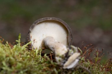 Lentinus substrictus (Lentinus ciliatus, Polyporus ciliatus), özellikle söğüt ve aldergilerde yetişen yenilebilir bir mantar türüdür.