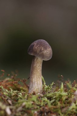 Lentinus substrictus (Lentinus ciliatus, Polyporus ciliatus), özellikle söğüt ve aldergilerde yetişen yenilebilir bir mantar türüdür.