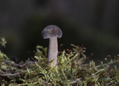 Lentinus substrictus (Lentinus ciliatus, Polyporus ciliatus), özellikle söğüt ve aldergilerde yetişen yenilebilir bir mantar türüdür.
