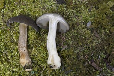 Lentinus substrictus (Lentinus ciliatus, Polyporus ciliatus), özellikle söğüt ve aldergilerde yetişen yenilebilir bir mantar türüdür.