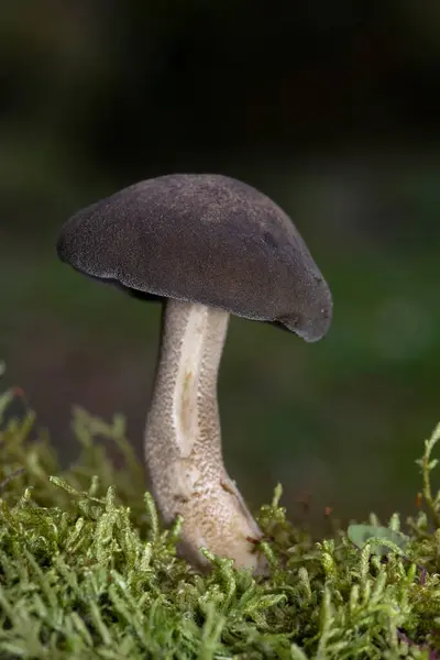 Lentinus substrictus (Lentinus ciliatus, Polyporus ciliatus), özellikle söğüt ve aldergilerde yetişen yenilebilir bir mantar türüdür.