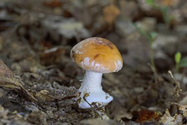 Leucocortinarius bulbiger, çok nadir bulunan bir mantar. Leucocortinarius, Tricholomataceae familyasından bir mantar cinsidir. Leucocortinarius bulbiger familyasından Avrupa 'da bulunan tek bir tür cinstir.