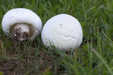 Leucopaxillus lepistoides, Tricholomataceae. Baharda, tarlada çekilmiş mantarlar..