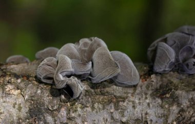 Ölü ağaç gövdesinde Auricularia auricula judae. Ormanda, Orman Kulağı, Yahudi kulağı veya Jöle Kulağı (Auricularia auricula-judae) olarak bilinen yenilebilir mantarlar..