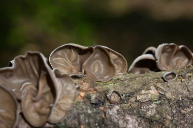 Ölü ağaç gövdesinde Auricularia auricula judae. Ormanda, Orman Kulağı, Yahudi kulağı veya Jöle Kulağı (Auricularia auricula-judae) olarak bilinen yenilebilir mantarlar..