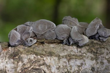 Ölü ağaç gövdesinde Auricularia auricula judae. Ormanda, Orman Kulağı, Yahudi kulağı veya Jöle Kulağı (Auricularia auricula-judae) olarak bilinen yenilebilir mantarlar..