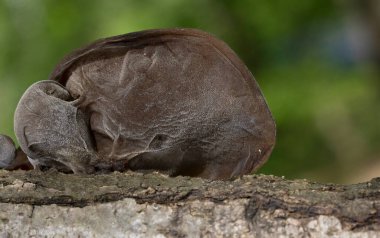 Ölü ağaç gövdesinde Auricularia auricula judae. Ormanda, Orman Kulağı, Yahudi kulağı veya Jöle Kulağı (Auricularia auricula-judae) olarak bilinen yenilebilir mantarlar..