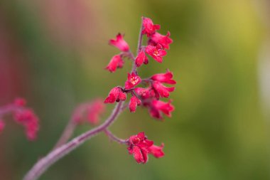 Burgonya kökleri kadife yapraklı Heuchera Sangine 'nin pembe çiçekleri, parlak çiçekli ve güzel yapraklı süs bitkisi, alüminyum ve mercan çanları olarak da bilinir.