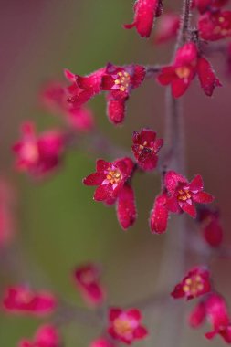 Burgonya kökleri kadife yapraklı Heuchera Sangine 'nin pembe çiçekleri, parlak çiçekli ve güzel yapraklı süs bitkisi, alüminyum ve mercan çanları olarak da bilinir.
