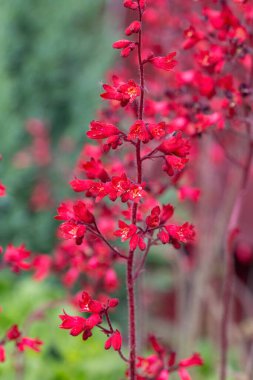 Burgonya kökleri kadife yapraklı Heuchera Sangine 'nin pembe çiçekleri, parlak çiçekli ve güzel yapraklı süs bitkisi, alüminyum ve mercan çanları olarak da bilinir.