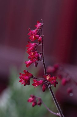 Burgonya kökleri kadife yapraklı Heuchera Sangine 'nin pembe çiçekleri, parlak çiçekli ve güzel yapraklı süs bitkisi, alüminyum ve mercan çanları olarak da bilinir.